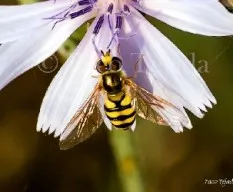 Episyrphus balteatus
