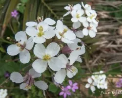 Diplotaxis erucoides