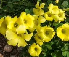 Oxalis pes-caprae