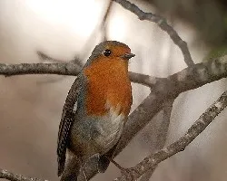Erithacus rubecula