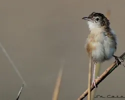 Cisticola juncidis