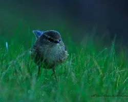 Phylloscopus collybita