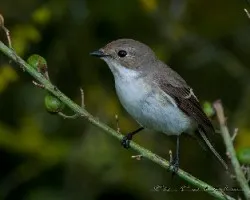 Ficedula hypoleuca