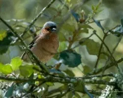Fringilla coelebs
