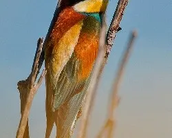 Merops apiaster