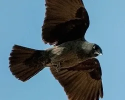 Corvus monedula