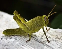 Anacridium aegyptium