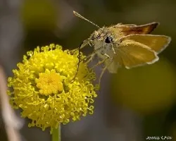 Thymelicus sylvestris 