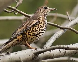 Turdus philomelos