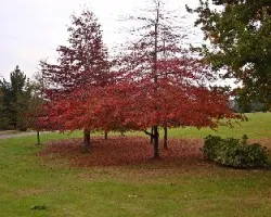 El otoÃ‘o es hermoso