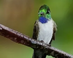 Lampornis hemileucus