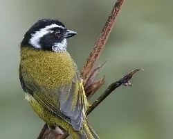 Chlorospingus pileatus