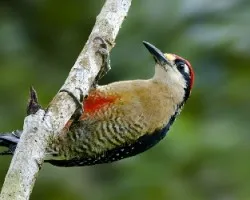 Melanerpes pucherani