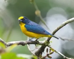 Euphonia hirundinacea