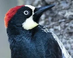 Melanerpes formicivorus