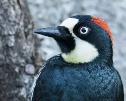 Melanerpes formicivorus