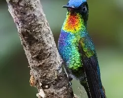 Panterpe insignis