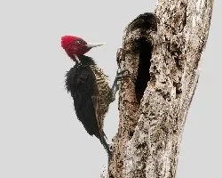 Campephilus guatemalensis