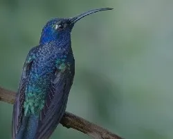 Campylopterus hemileucurus