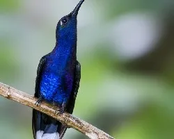 Campylopterus hemileucurus