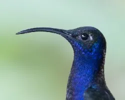 Campylopterus hemileucurus