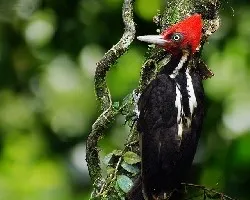 Campephilus guatemalensis