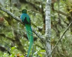 Pharomachrus mocinno