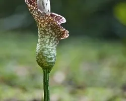 Amorphophallus paeoniifolius 