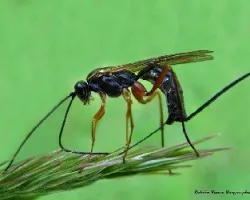 Ephialtes manifestator