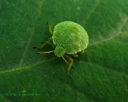 Nezara viridula
