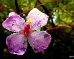 Tibouchina semidecandra