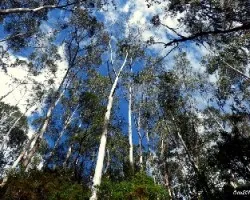 Entre eucaliptos