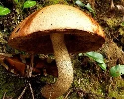 Sombrilla en el camino