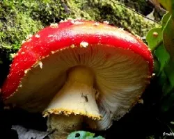 Amanita en las alturas