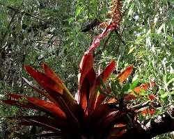 Bromelia en flor