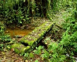 Sendero tepemechines