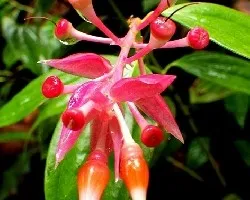  Cavendishia bracteata