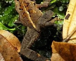 Trepando entre hojas