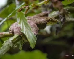 Bothriechis schlegelii