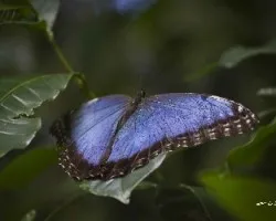 Morpho
