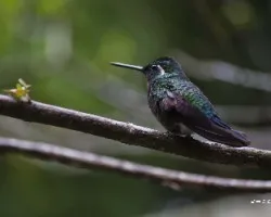 Lampornis calolaemus