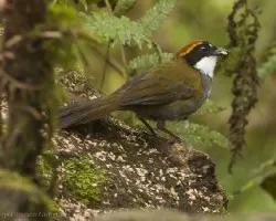 Arremon brunneinucha