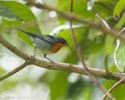 Oreothlypis gutturalis