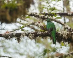 Pharomachrus mocinno