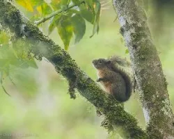 Sciurus granatensis