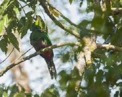 Pharomachrus mocinno