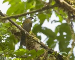 Phainoptila melanoxantha