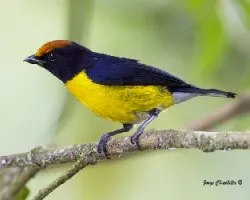 Euphonia anneae