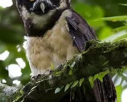 Pulsatrix perspicillata