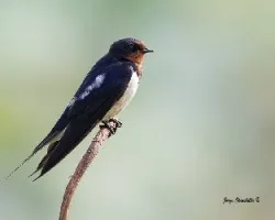 Hirundo rustica